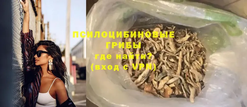 закладки  Армянск  Псилоцибиновые грибы Psilocybe 